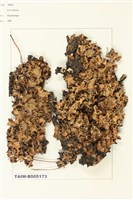 藏品(斑葉衣屬)的圖片